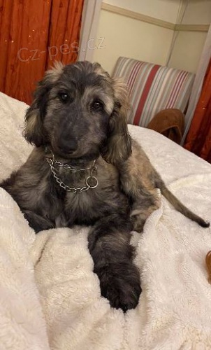 Afghánský chrt štěňata k adopci