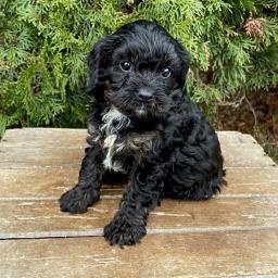 Tito miláčci Cavapoo, Jsou vychováváni s láskou a péčí, vychovávají je, aby byli sladcí.