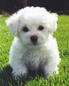 Milující Bichon Frise, Jsou vychováváni s láskou a péčí, vychovávají je, aby byli sladcí.