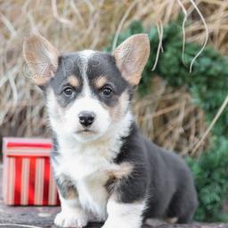 Tyto rozkošné velšské Corgi štěňátka, Štěňátka zbožňují děti a milují honit naše děti a rádi si hrají venku.