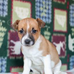Tyto rozkošné a velmi láskyplné štěňátka Jack Russell, Štěňátka zbožňují děti a milují honit naše děti a rádi si hrají venku.