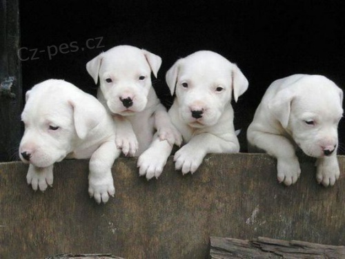 Krásná štěňata "Dogo Argentino" k dispozici a připravena k prodeji. Pouze pro vážné osoby. Všichni jsou očkovaní, odčervení a rádi si hrají s dětmi a jinými zvířaty.