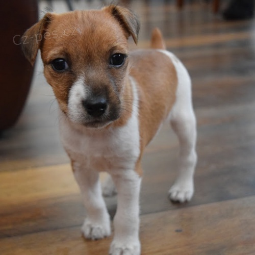 Prodám krásná a rozkošná štěňátka jack russella. Štěňata jsou všechna očkovaná a zdravá.