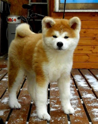 Štěňata Akita na prodej