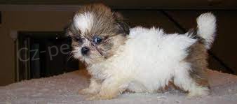 čistokrevná štěňata Shih Tzu dostupná k adopci.