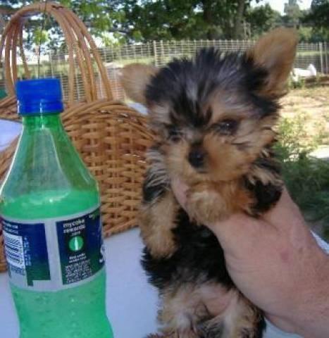 Teacup Yorkie štěňata.