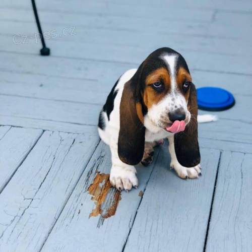 Štěňata basset hound.