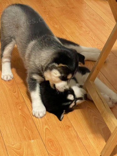 Štěňata sibiřského huskyho.
