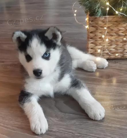 Čisté sibiřské husky štěňata.