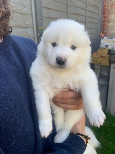 Samoyed štěňata.