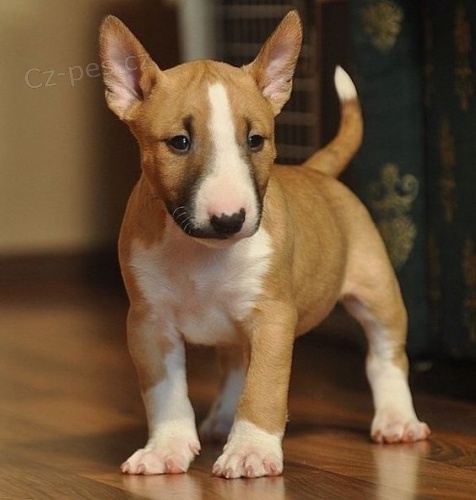 štěňátka anglického bulteriéra k adopci.