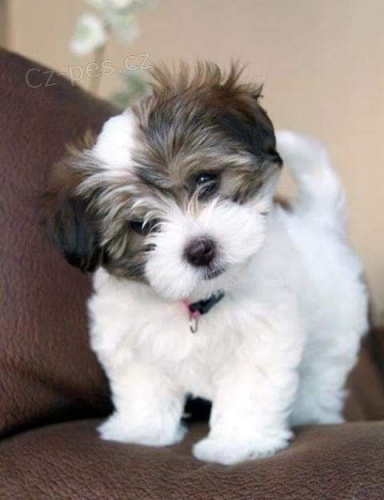 Prodám zdravá a krásná štěňata havanese.