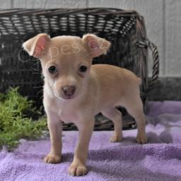 Chihuahua štěňata.