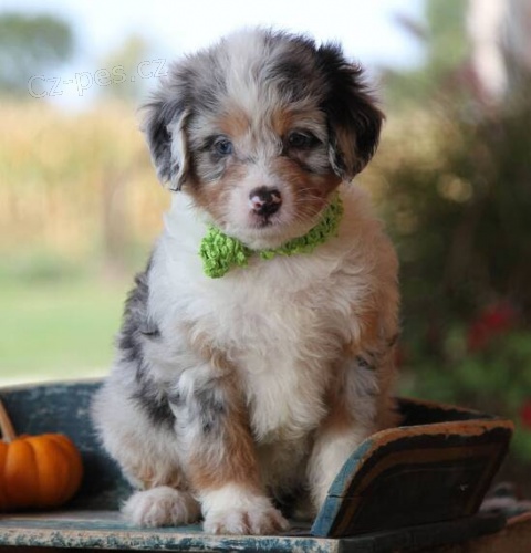 Aussiedoodle štěňata na prodej. Protože jsou všichni zdraví a očkovaní. Získejte jeden pro svou rodinu hned teď.