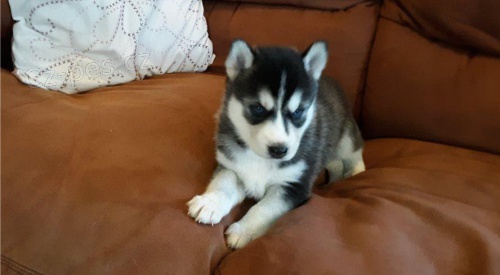 Cachorros de Husky Siberiano.