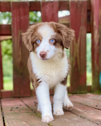 zdravá očkovaná štěňata australského ovčáka k adopci