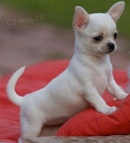 mini čivava/mini čivava