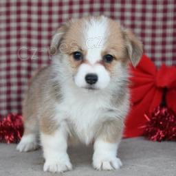 Corgi Pembroke štěňata.