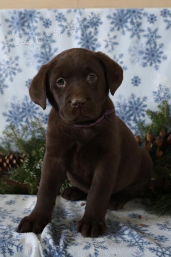 štěňata Labradorský retrívr k dispozici