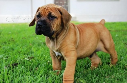 Boerboel štěňata.