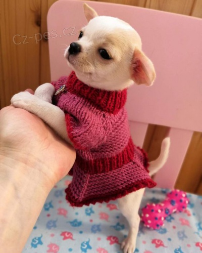 mini čivava