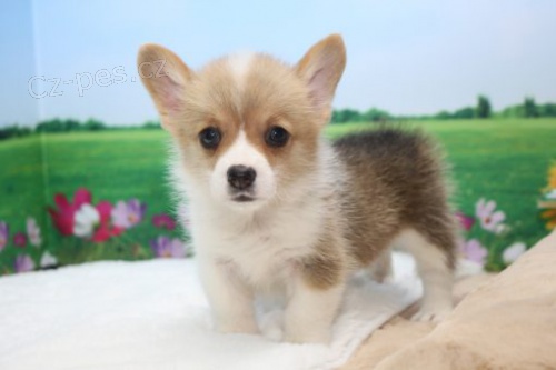 Štěňata Pembroke Welsh Corgi k adopci