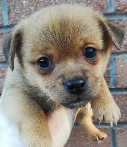 Jack Russell štěňata.