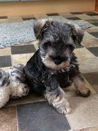 Štěňata malého knírače k &#8203;&#8203;adopci