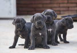 Štěňata Cane Corso k adopci