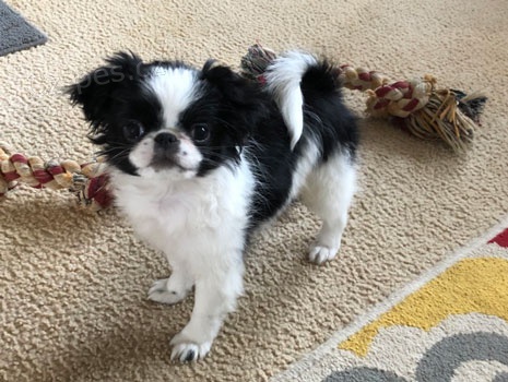 Prodm tata Japanese Chin