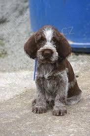 Prodm tata Spinone Italiano