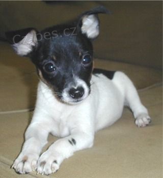 Prodám štěňata Toy Fox Terrier.