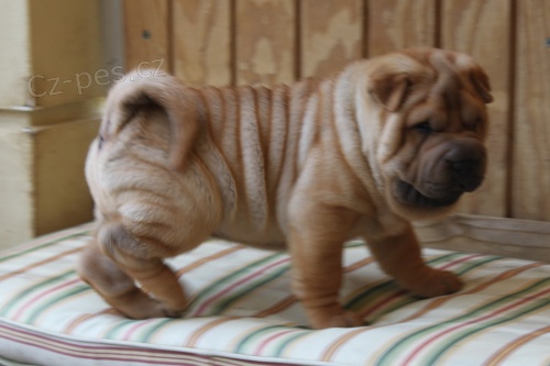 Krsn okovan tata Shar-pei k adopci.