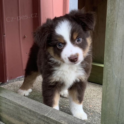 Štěňata australského ovčáka k adopci
