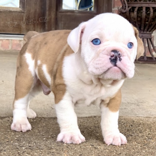 Krásná štěňata anglického buldočka k adopci