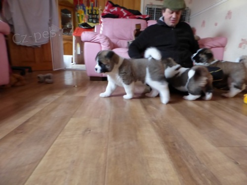 Nabízíme štěně Akita inu