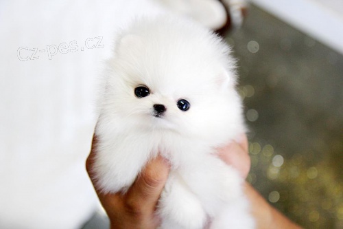 Ohromující pomeranská štěňata připravena.