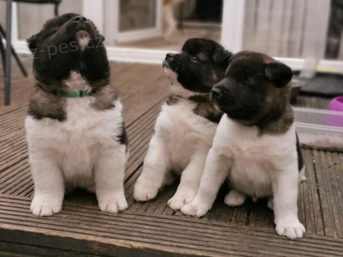 Čistá štěňata Akita pro rehoming.