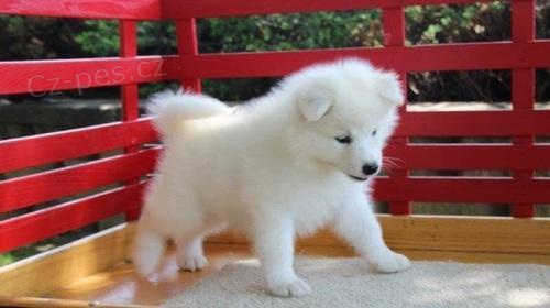 Sníh samoyed štěňata připravena.