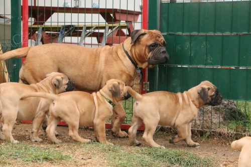 Bullmastiff štěňata připravená k rehomingu.