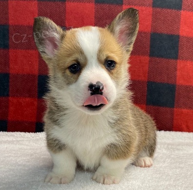 štěňata Welsh Corgi Pembroke k dispozici