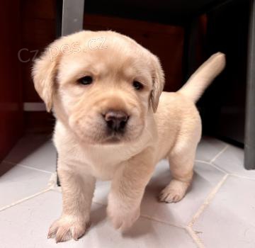 štěňata Labradorský retrívr k dispozici