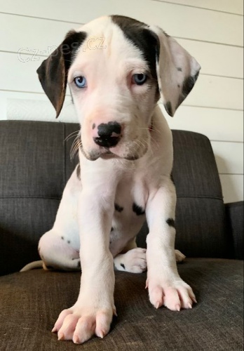 Štěňata německé dogy k adopci.  