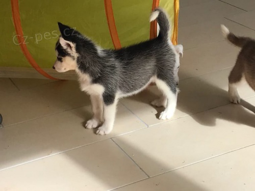 ttka sibiskho husky pro adopci. kontakt pro vce informac a obrzk