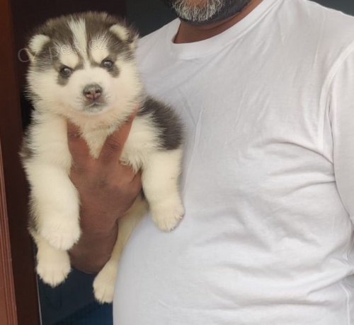 vysoký rodokmen, výborná kvalita, sibiřský husky