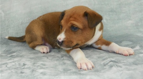 Basenji tn hled nov domov@2**