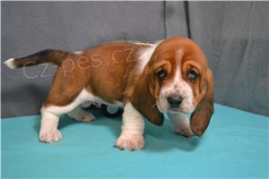 tata Basset Hound..