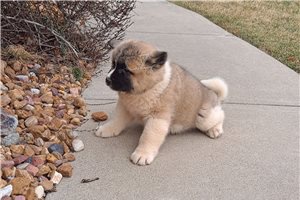 Americká štěňata Akita.