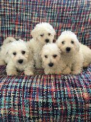 Krsn ttka Bichon Frise.