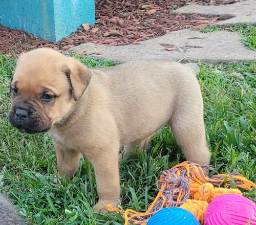 tata Cane Corso.